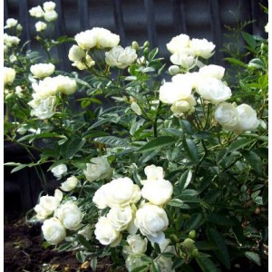 Rosa 'Witte Koster' , floribundroos